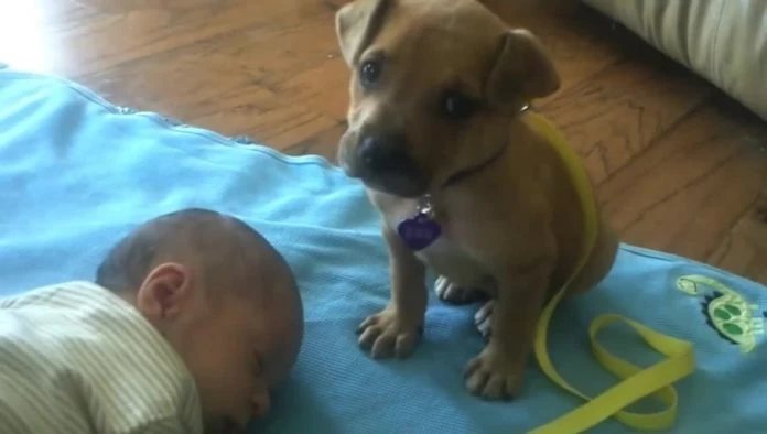 Δείτε τι κάνει το κουτάβι όταν πλησιάζει ένα μωρό που κοιμάται! (βίντεο)